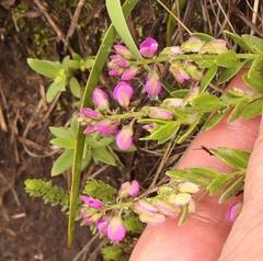 Polygala ohlendorfiana