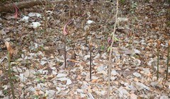 Amorphophallus commutatus