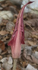 Amorphophallus commutatus