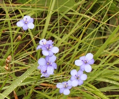 Aristea torulosa