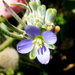 Heliophila cinerea - Photo (c) Rob C. H. M. Oudejans, algunos derechos reservados (CC BY-NC), subido por Rob C. H. M. Oudejans