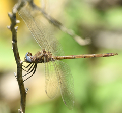 Macrothemis inacuta