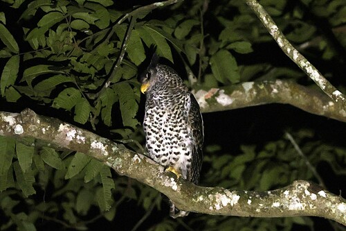 Spot-bellied Eagle-Owl (Ketupa nipalensis)