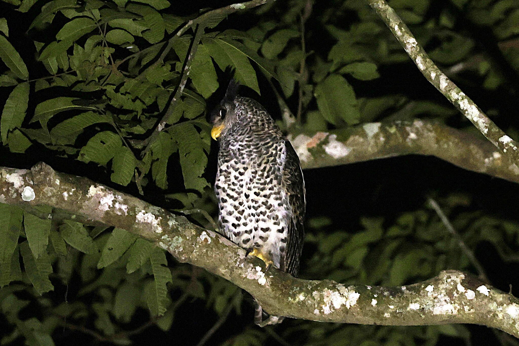 Spot-bellied Eagle-Owl (Ketupa nipalensis), photo 1