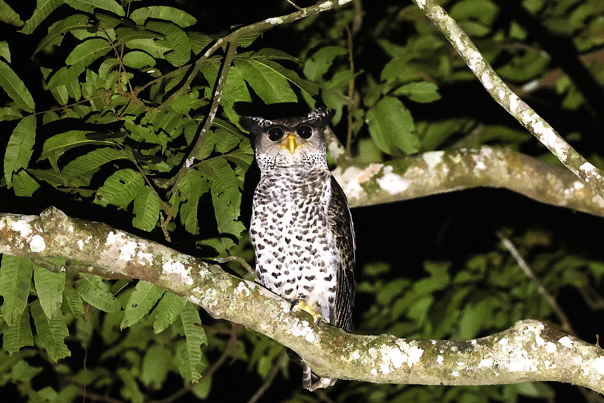 Spot-bellied Eagle-Owl (Ketupa nipalensis), photo 2