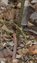 Amorphophallus commutatus