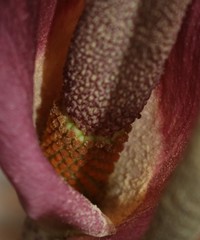 Amorphophallus commutatus