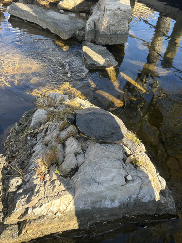 Yellow-bellied Slider