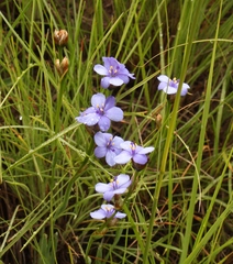 Aristea torulosa