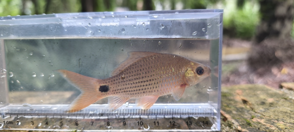 Hard-lipped Barb (Osteochilus vittatus)