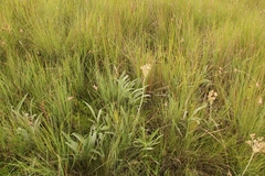 Helichrysum pallidum
