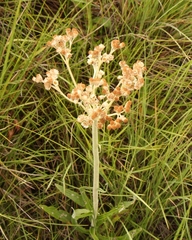 Helichrysum pallidum