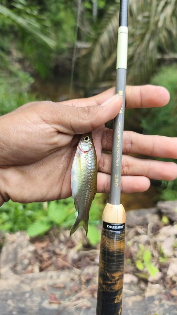 rasbora (Rasbora myersi)