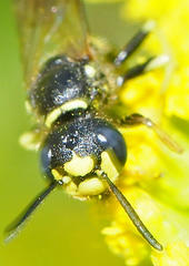 Philanthus solivagus