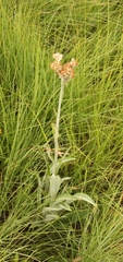 Helichrysum pallidum