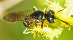 Philanthus solivagus