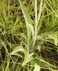 Helichrysum pallidum