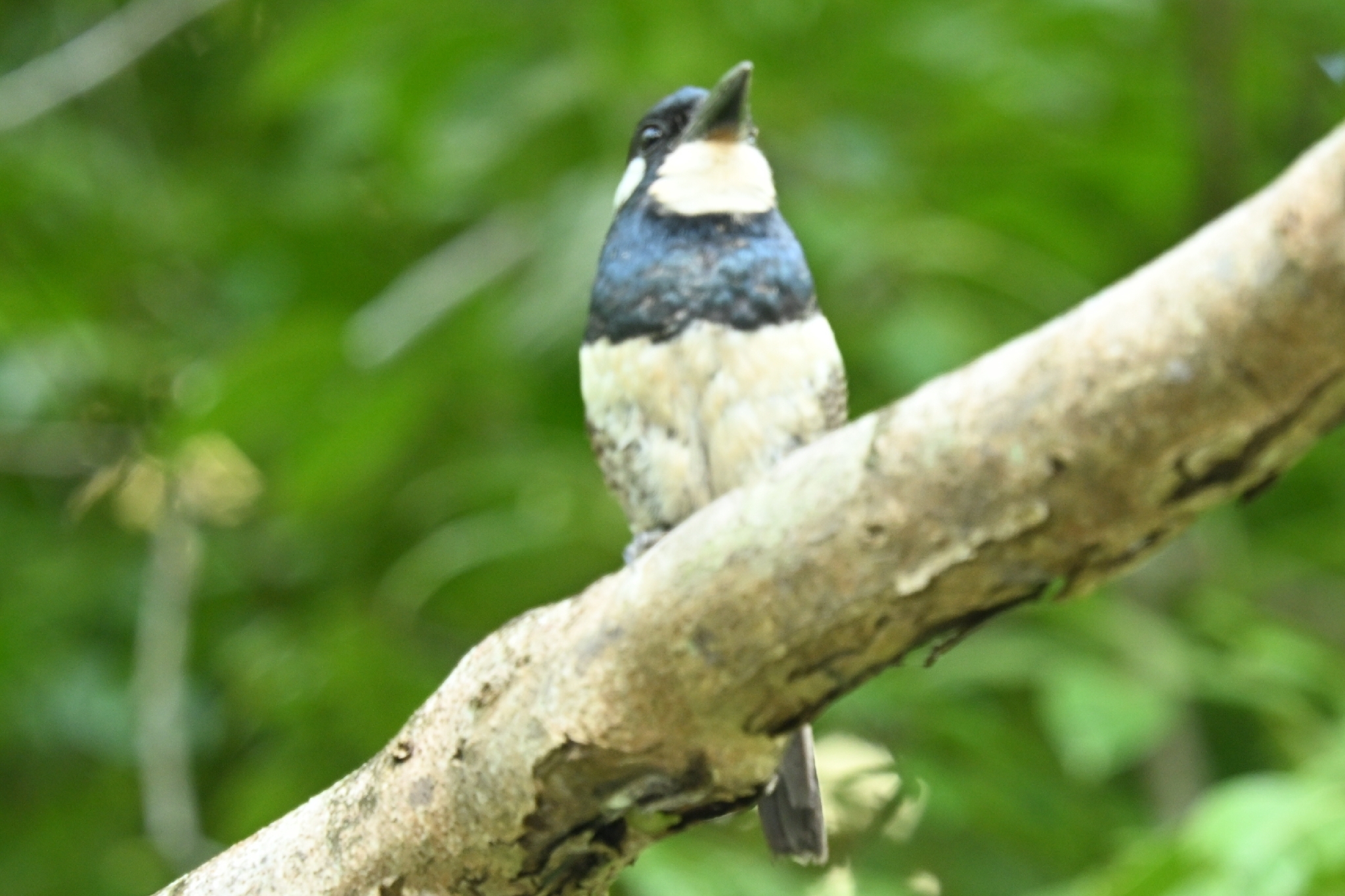 Black-breasted Puffbird (Notharchus pectoralis), photo 2