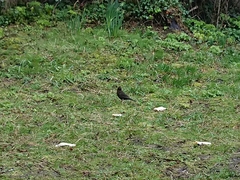 Turdus merula