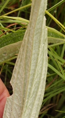 Helichrysum pallidum