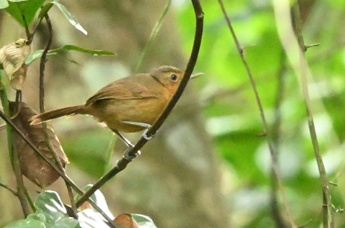 Dusky Antbird (Cercomacroides tyrannina), photo 4