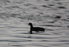 Fulica americana