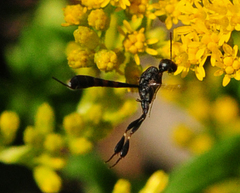 Gasteruption assectator