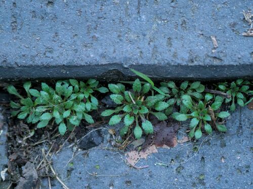Whitlow Grass (Erophila verna)