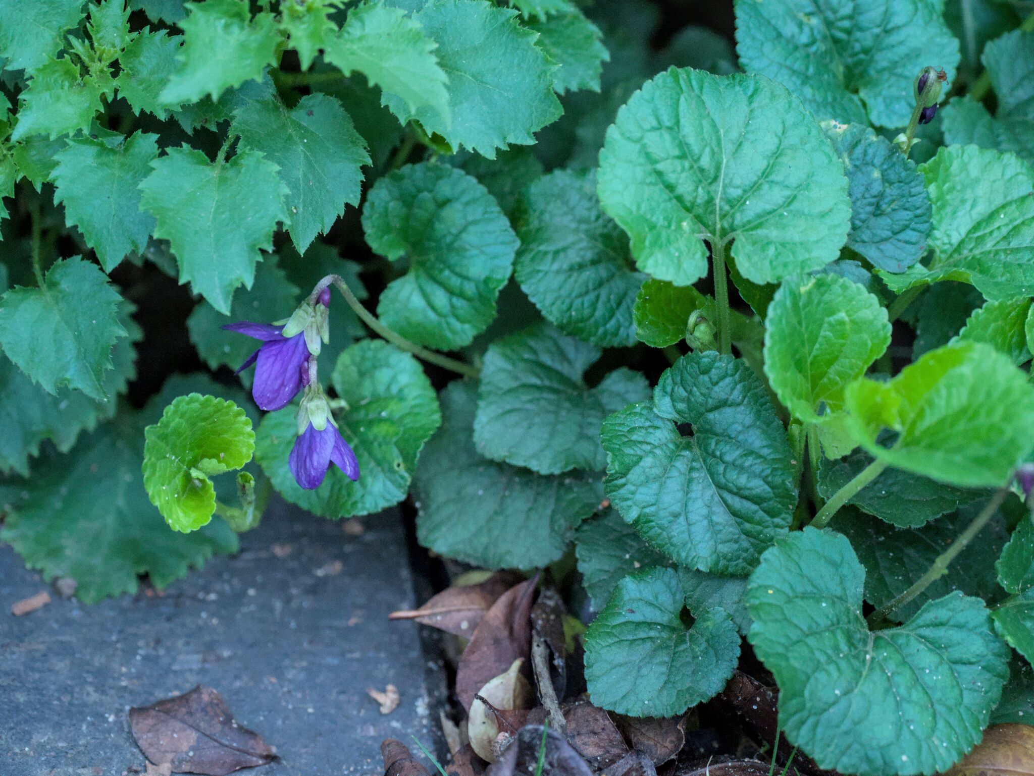 Viola odorata — photo 3