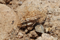Oedipoda germanica meridionalis