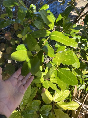 Foto de Guanandi