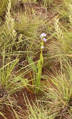 Aristea torulosa