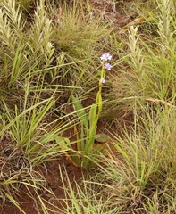 Aristea torulosa