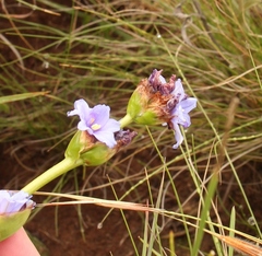 Aristea torulosa
