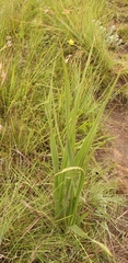 Hypoxis rigidula