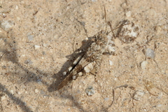 Oedipoda germanica meridionalis