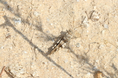 Oedipoda germanica meridionalis
