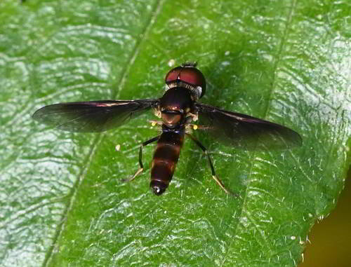 Stubby Hover Fly photo 5