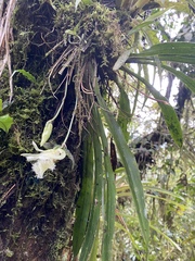 Chondroscaphe embreei