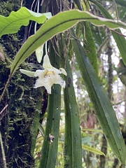 Chondroscaphe embreei