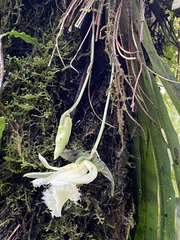 Chondroscaphe embreei