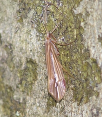 Psychoglypha