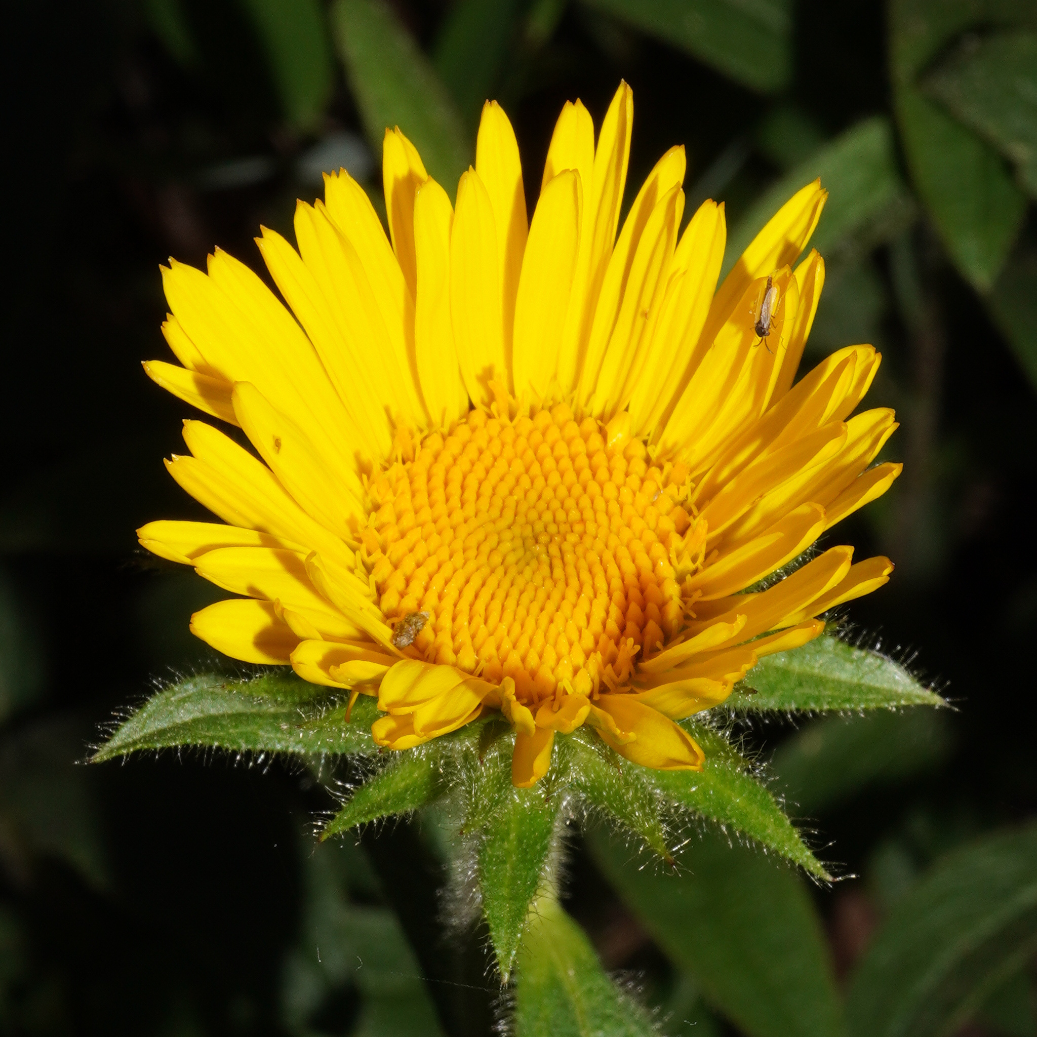 Pentanema hirtum