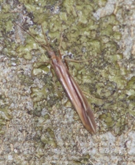 Psychoglypha