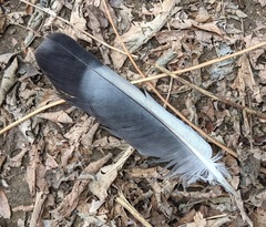 Columba livia domestica