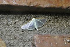 Palpita vitrealis