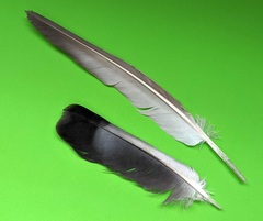 Columba livia domestica