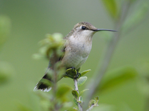 Black-chinned Hummingbird, photo 4 of 10