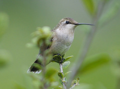 Black-Chinned Hummingbird photo 4