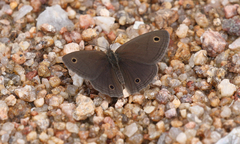 Stegosatyrus periphas